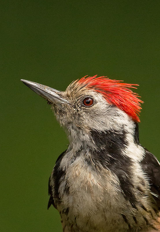 Middle Spotted Woodpecker     Hortobagy,Hungary