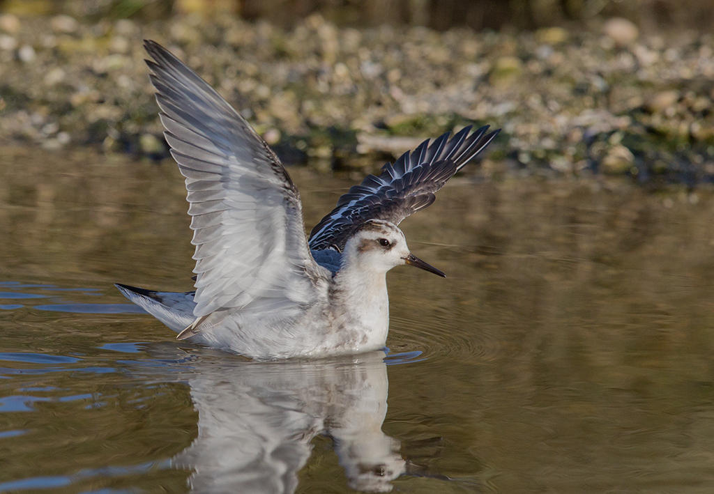 Grey Phalarope    Morfa Madryn,Nth Wales