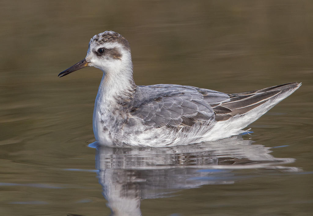 Grey Phalarope    Morfa Madryn,Nth Wales