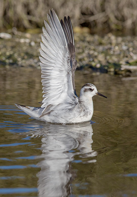 Grey Phalarope Morfa Madryn,Nth Wales
