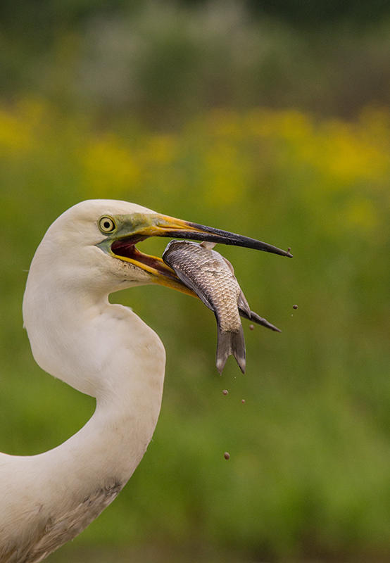 Great White Egret  Hortobagy,Hungary