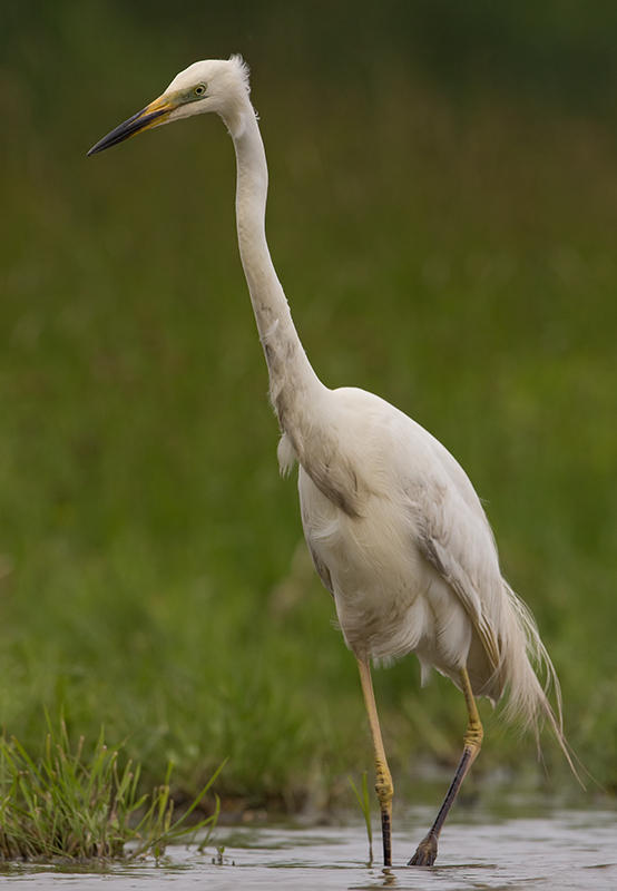 Great White Egret  Hortobagy,Hungary