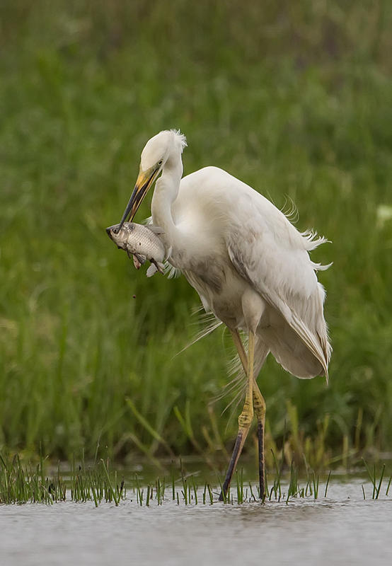 Great White Egret  Hortobagy,Hungary