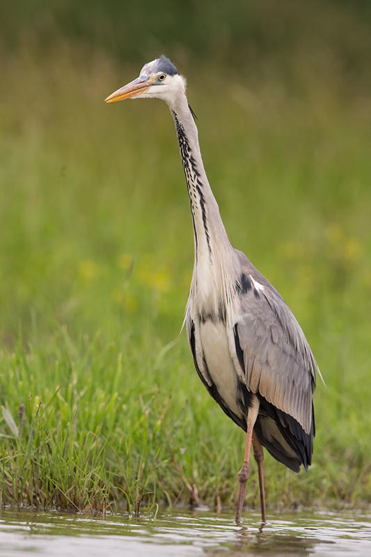 Grey Heron   Hungary 2013_20130523_463.jpg