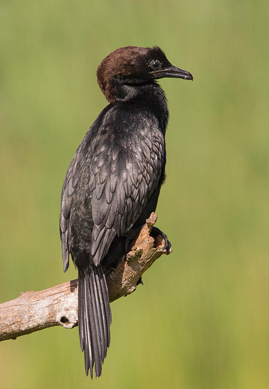 Pygmy Cormorant   Hungary