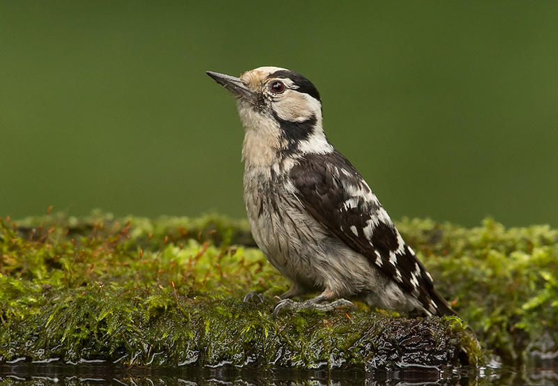 Lesser Spotted Woodpecker  Hortobagy, Hungary