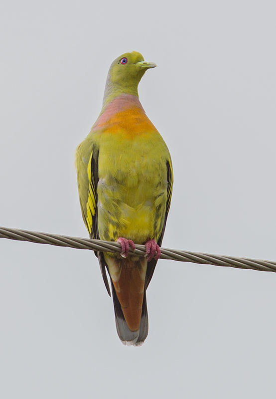 Orange-breasted Pigeon    Sri Lanka