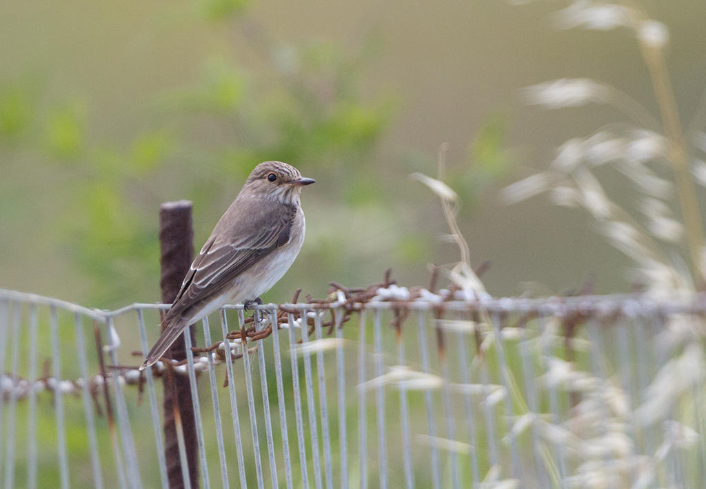 Spotted Flycatcher    Lesvos,Greece