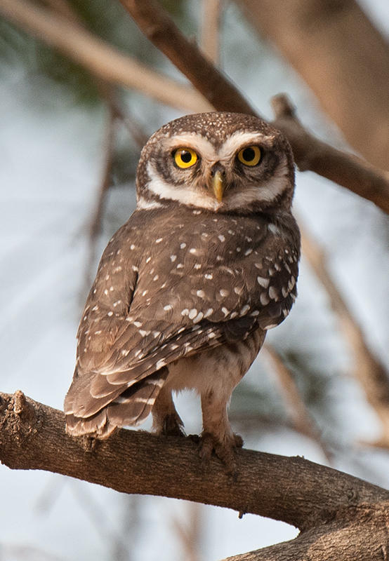 Owlet,Spotted 