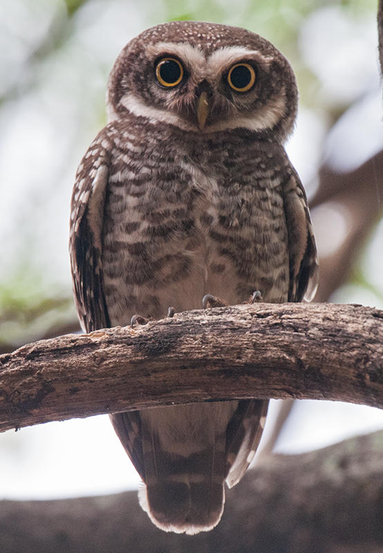 Spotted Owlet  Kerala,India
