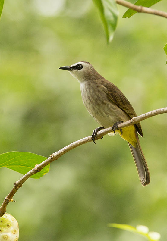 Yellow Vented Bulbul