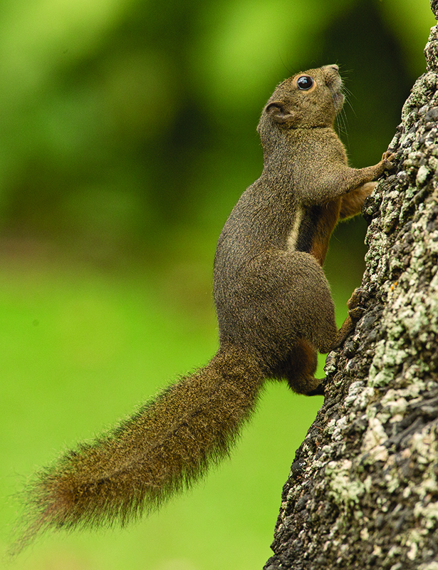 Squirrel,Plantain 