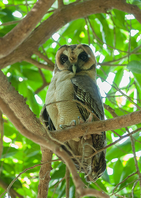 Brown Wood Owl  Goa,India