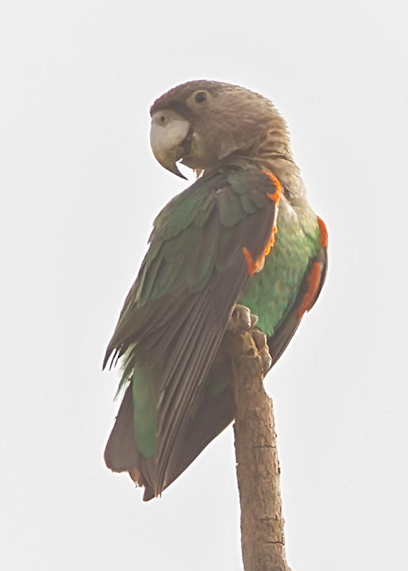 Brown-necked Parrot   Gambia