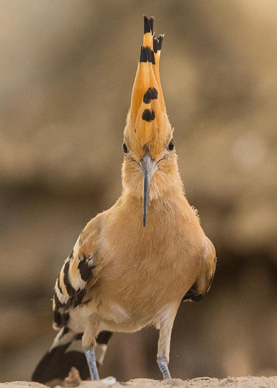 Hoopoe   Gambia