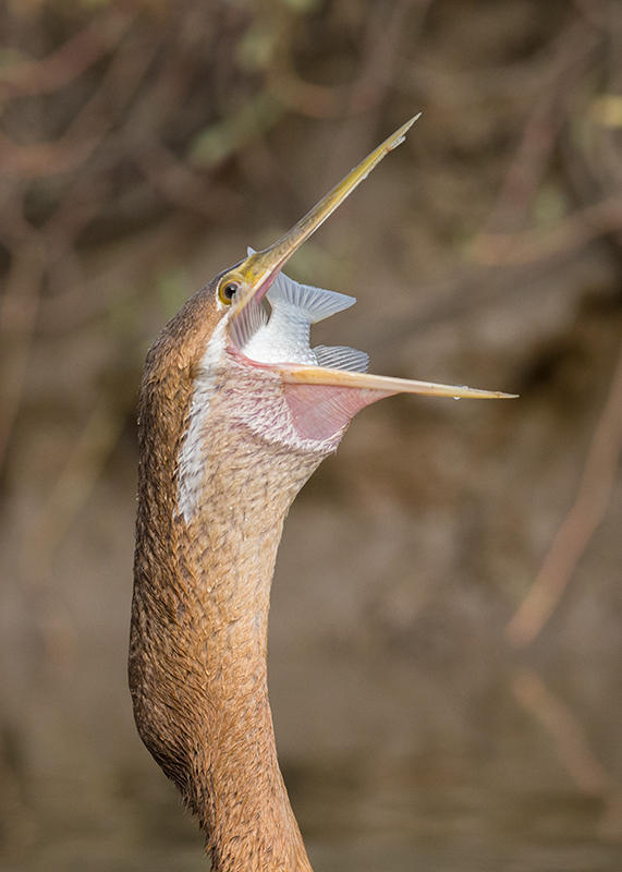 African Darter  Gambia