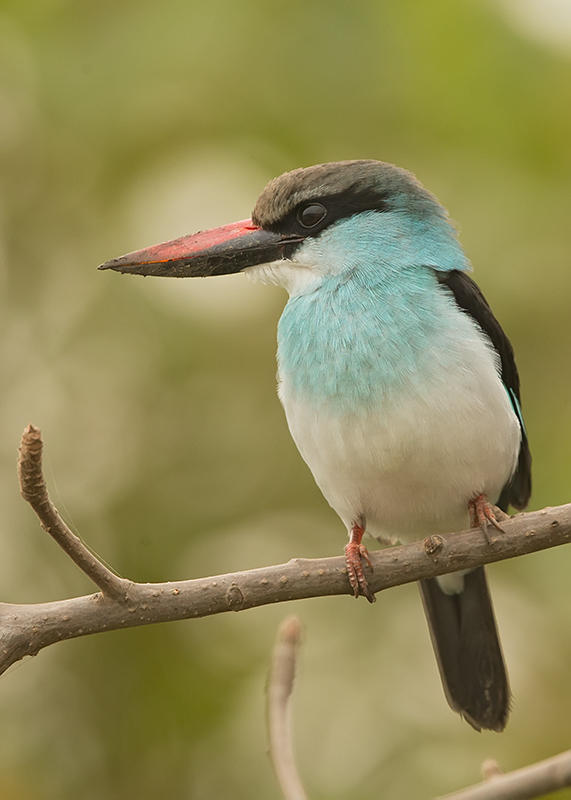Blue-breasted Kingfisher    Gambia