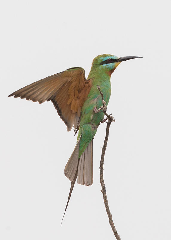 Bee-eater,Blue-cheeked