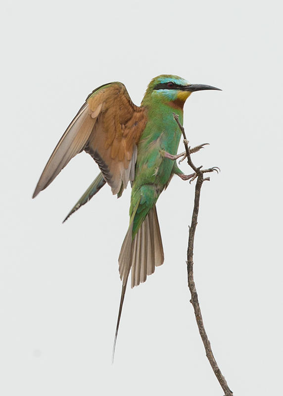Blue-cheeked Bee-eater   Gambia