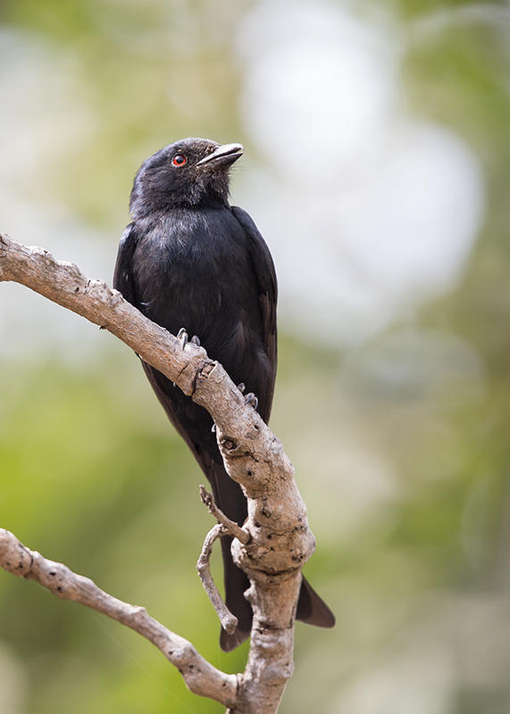 Drongo,Fork-tailed 