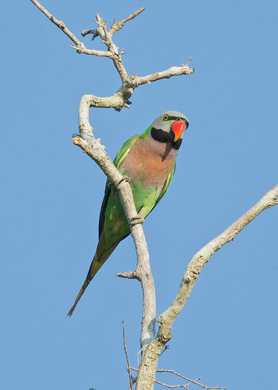 Red-breasted Parakeet   Thailand