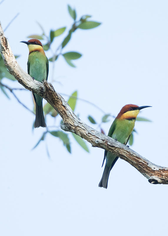 Chestnut-headed Bee-eater   Thailand