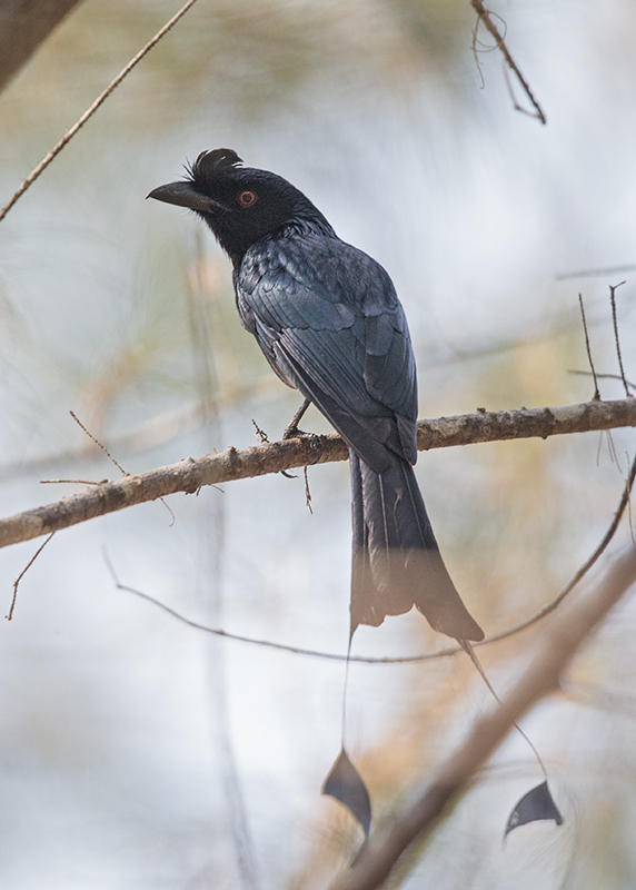 Greater Racket-tailed Drongo  Thailand