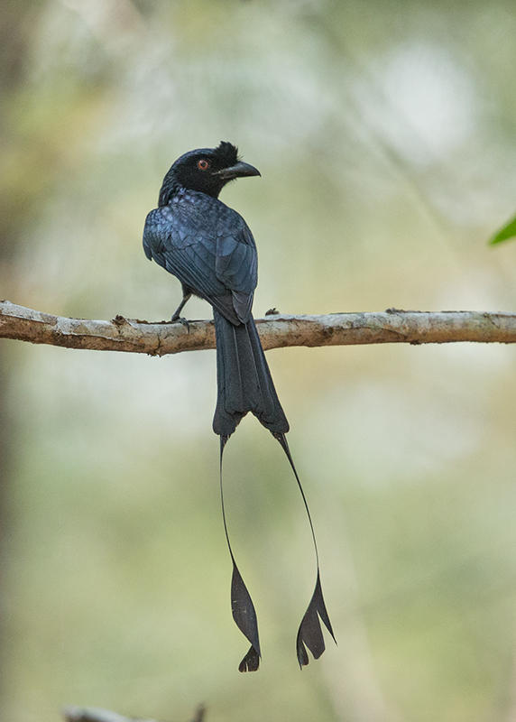 Greater Racket-tailed Drongo  Thailand