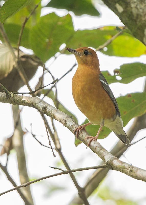 Orange-headed Thrush    Thailand