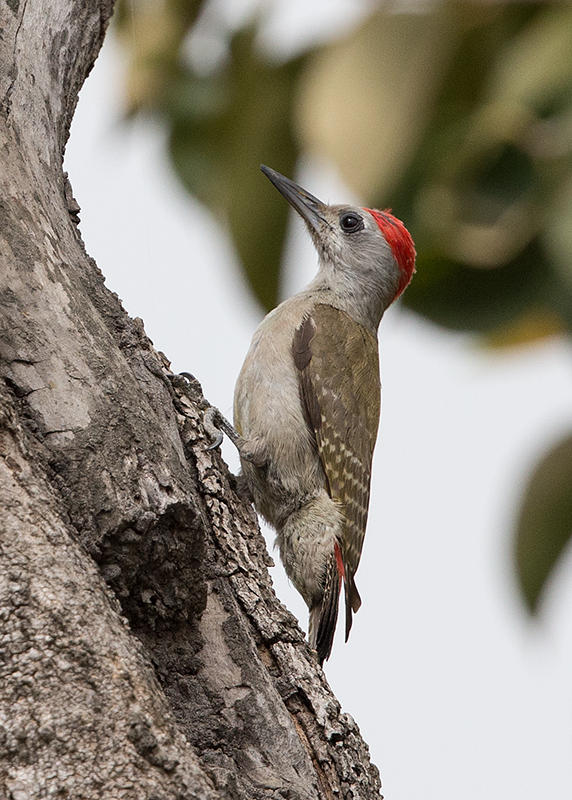 Woodpecker,African Grey 