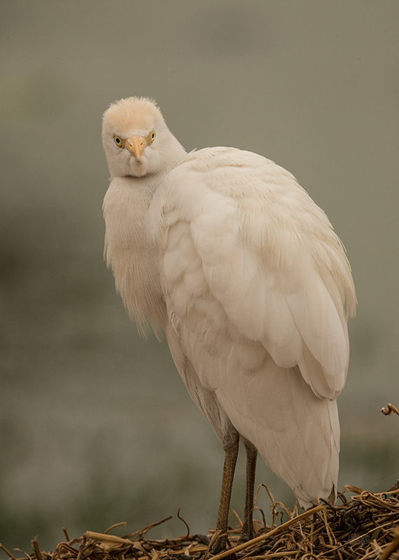 Cattle Egret  Gambia