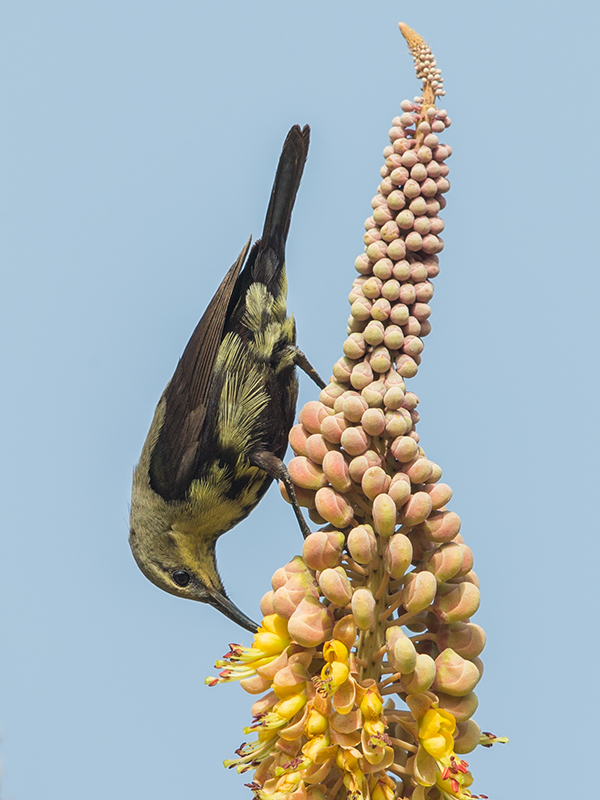 Copper Sunbird Gambia