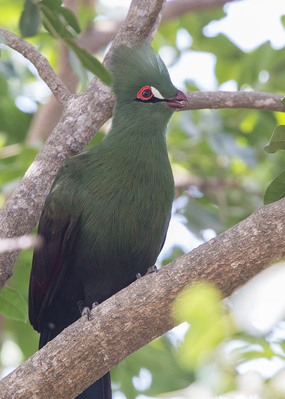 Green Turaco    Gambia