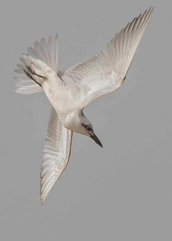 Tern,Gull-billed 