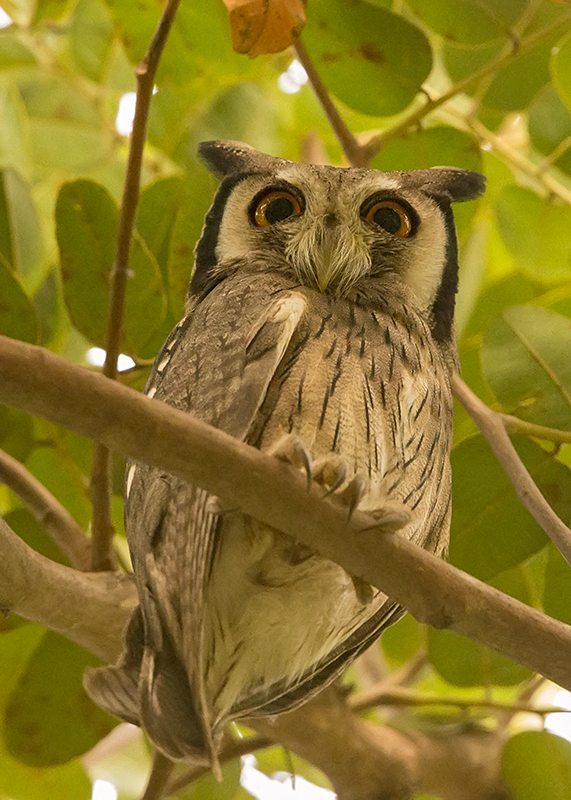 Northern White-faced Owl   Gambia