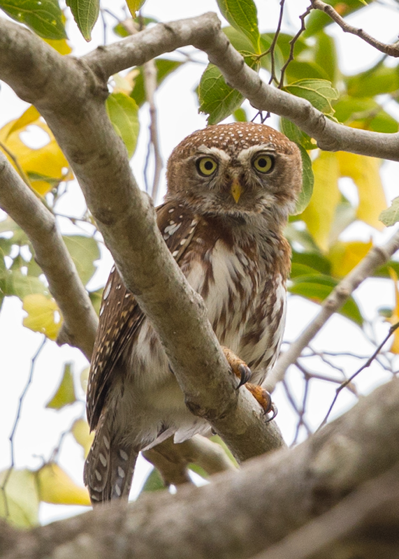 Pearl Spotted Owlet  Gambia