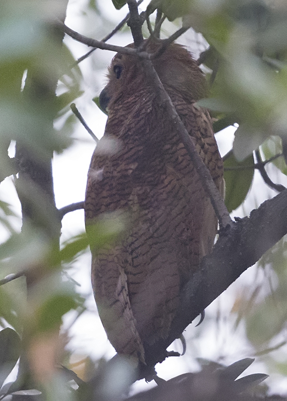 Pel's Fishing Owl    Gambia