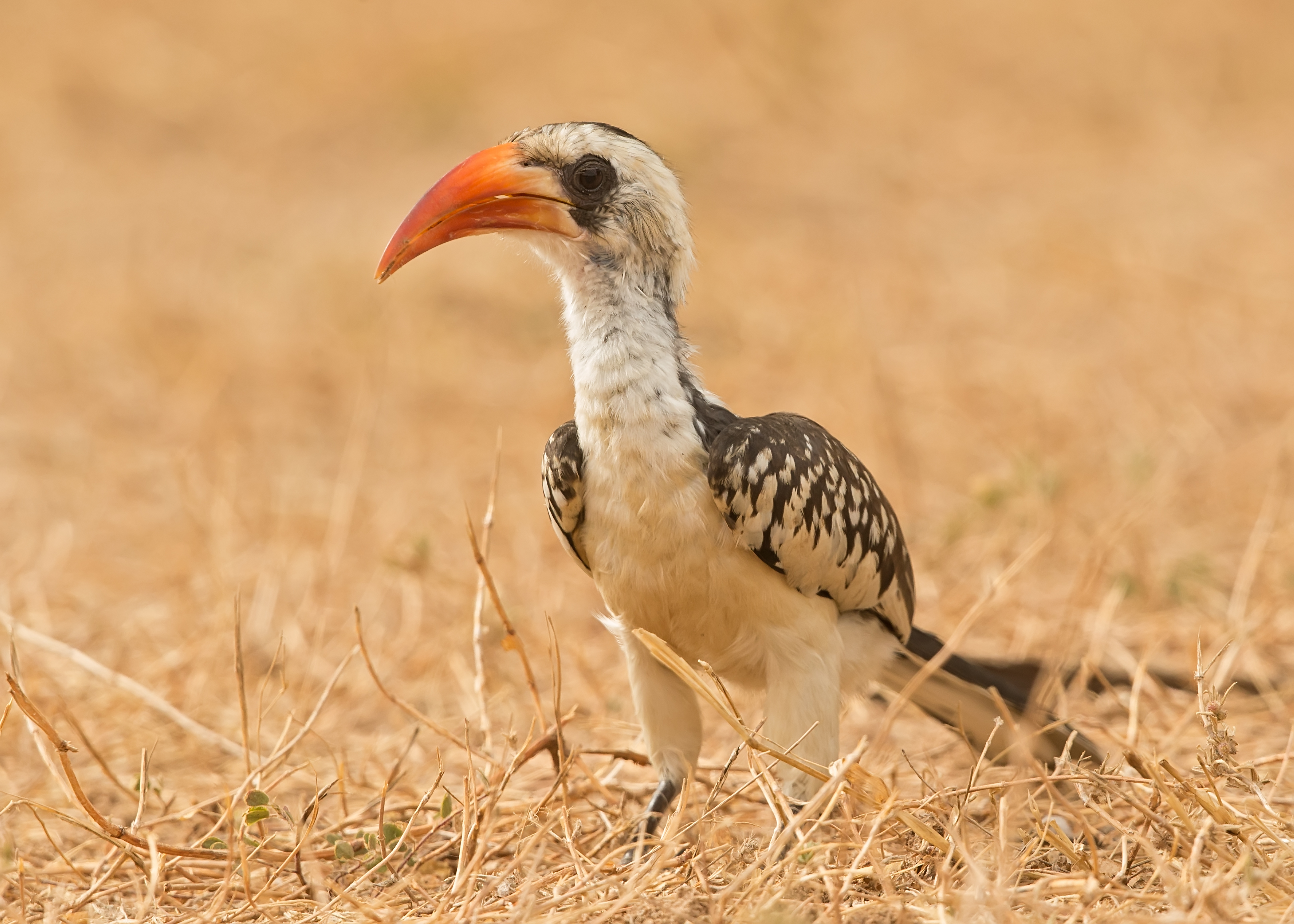 Northern Red-billed Hornbill    Gambia