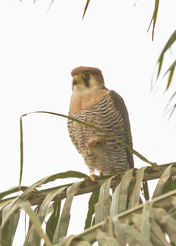 Red-necked Falcon    Gambia