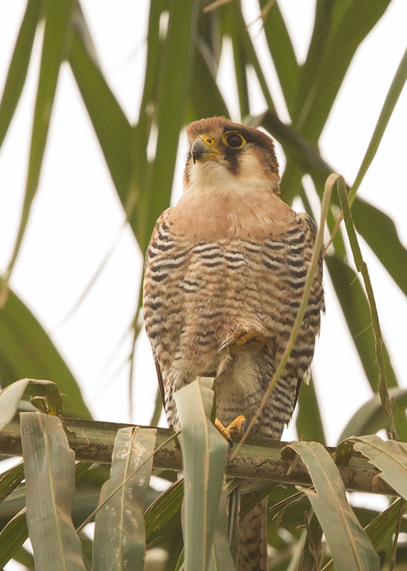 Red-necked Falcon    Gambia