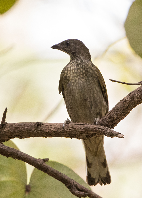 Spotted Honeyguide   Gambia