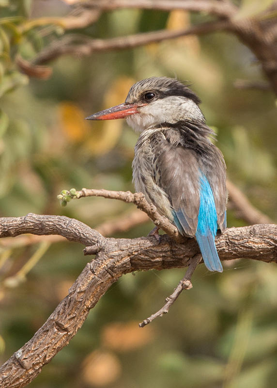 Striped Kingfisher  Gambia