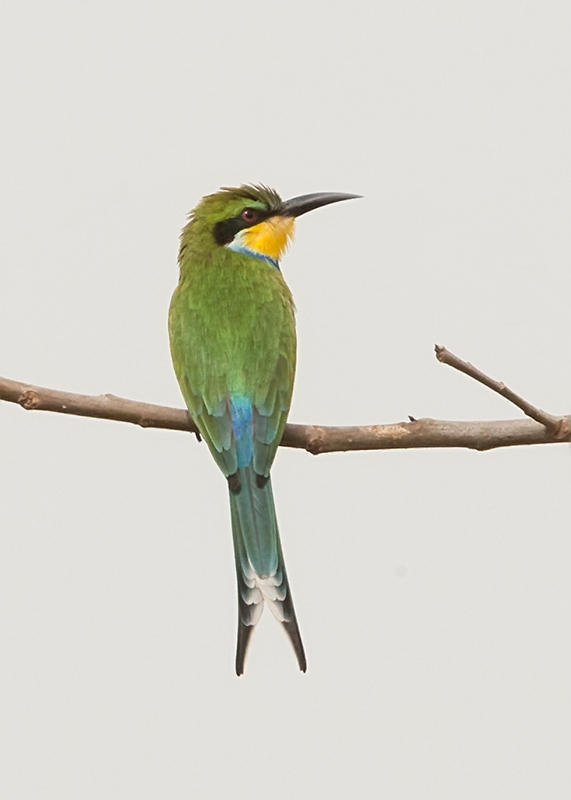 Bee-eater,Swallow-tailed 