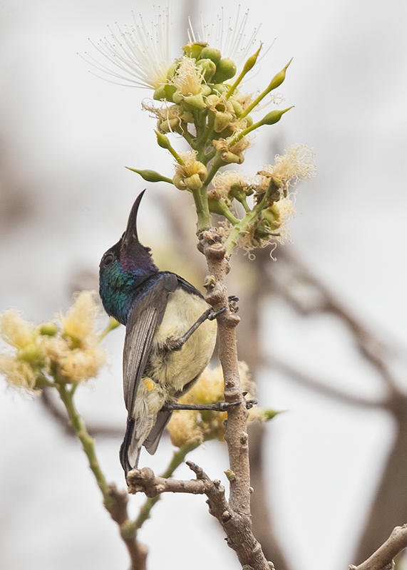 Variable Sunbird Gambia