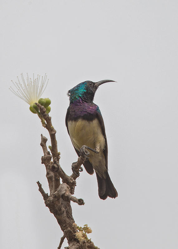 Variable Sunbird Gambia