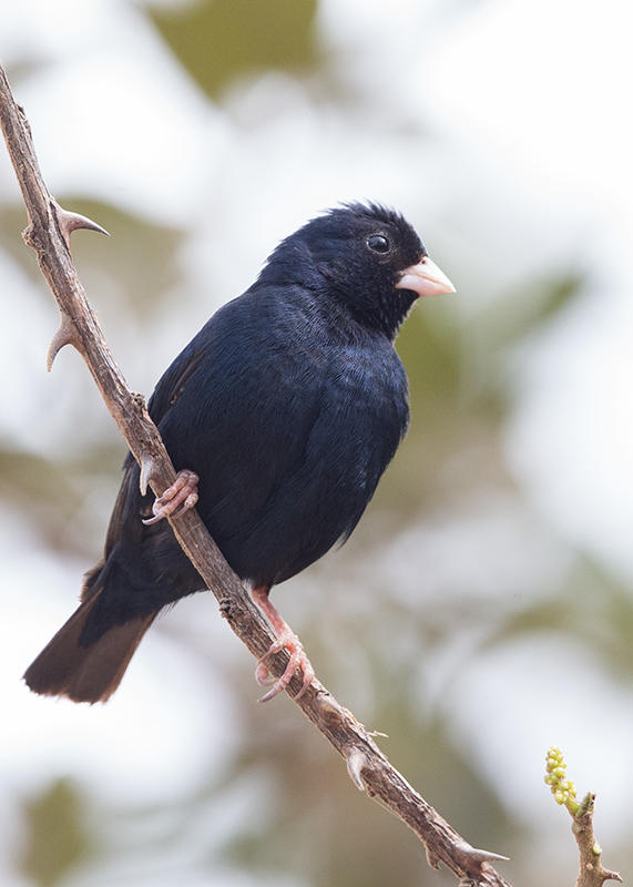 Indigobird,Village 