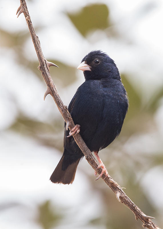 Village Indigobird  Gambia
