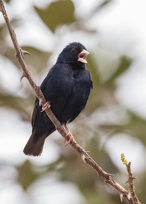 Village Indigobird  Gambia
