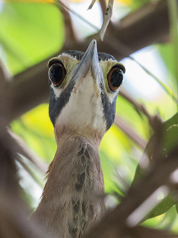 White-backed Night Heron   Gambia