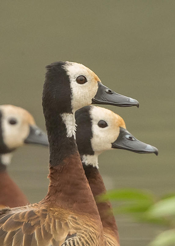 Duck,White-faced Whistling 